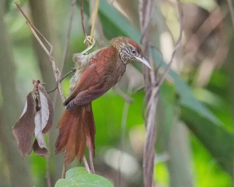 Scaled spinetail