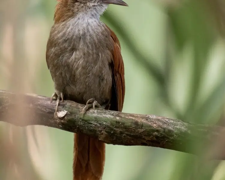 Parker's spinetail