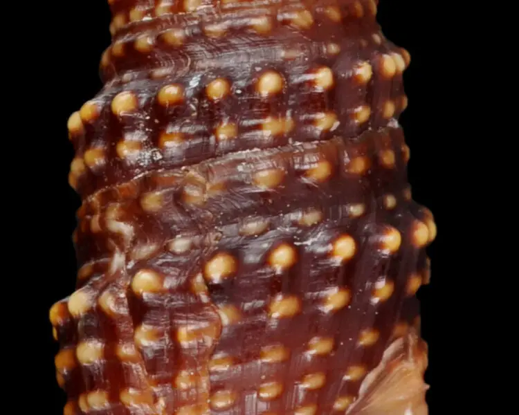 Crassispira scala Facts, Diet, Habitat & Pictures on Animalia.bio