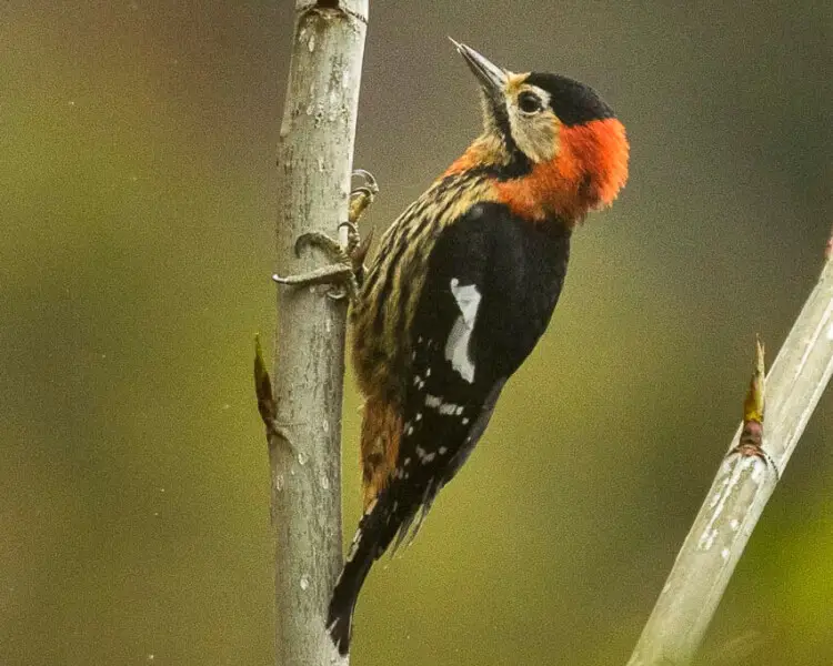 Crimson-breasted woodpecker