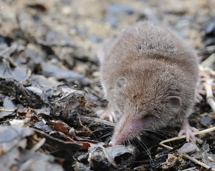 Asian lesser white-toothed shrew