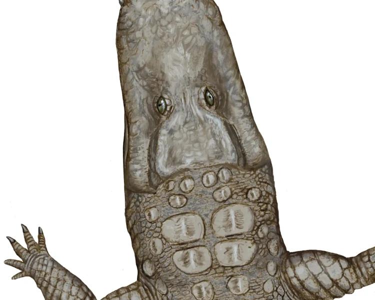 Crocodylus thorbjarnarsoni