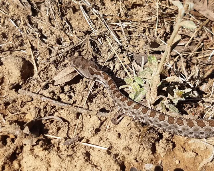 Crotalus pusillus Facts, Diet, Habitat & Pictures on Animalia.bio