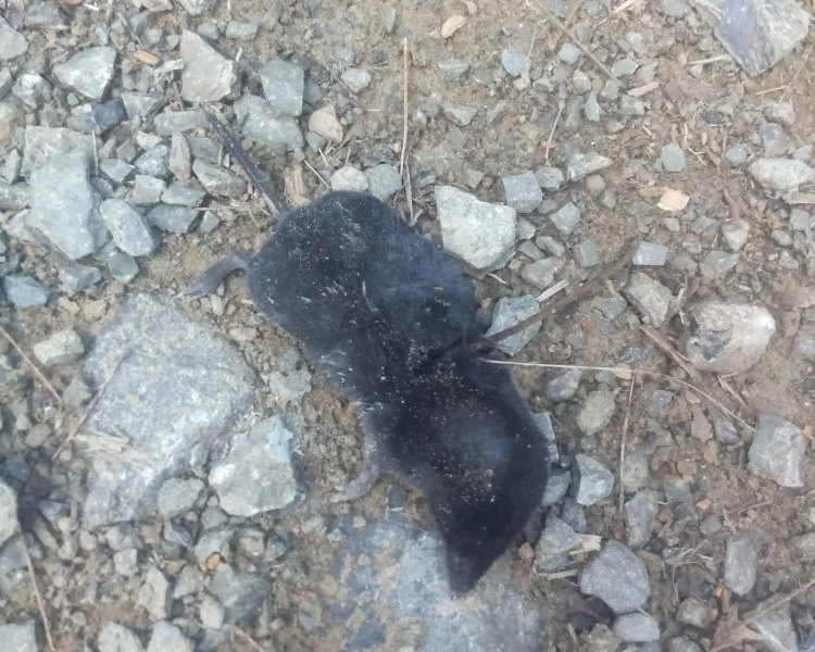 Medellín small-eared shrew