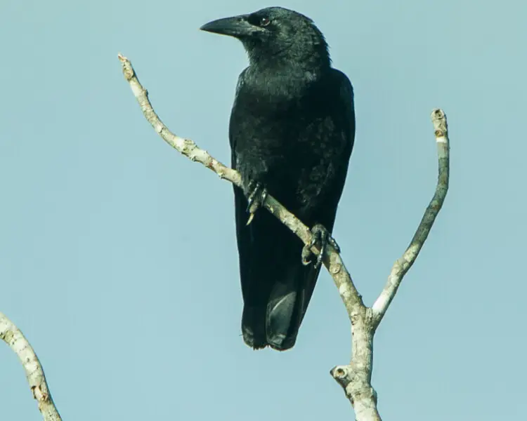 Corvus nasicus