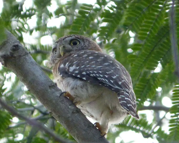 Cuban pygmy owl
