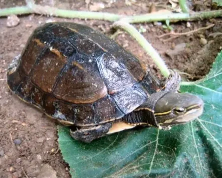 Yunnan box turtle