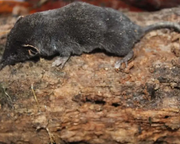 Black-footed shrew