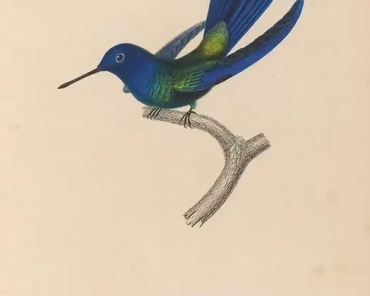 Blue-headed hummingbird