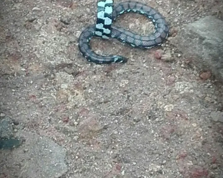 Cylindrophis maculatus Fakten, Ernährung, Lebensraum & Bilder auf