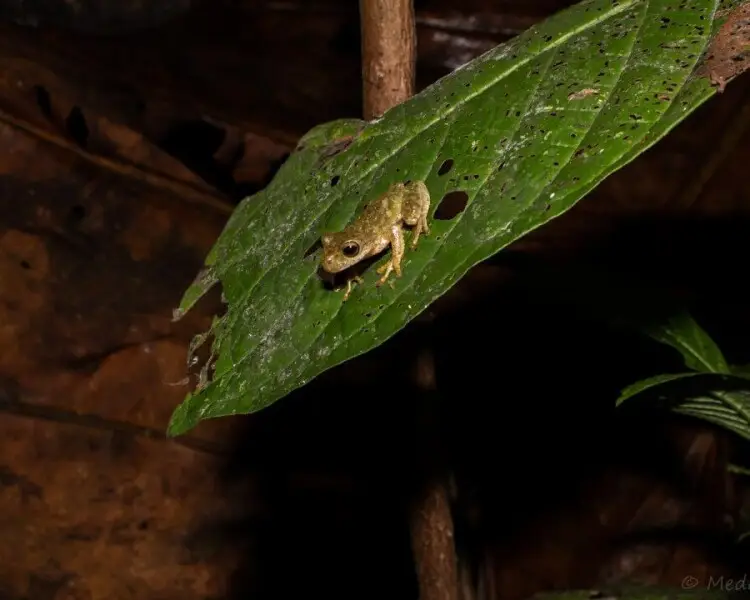 Sierra Juarez brook frog