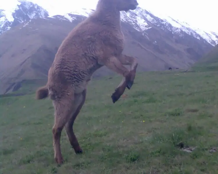 Capra cylindricornis