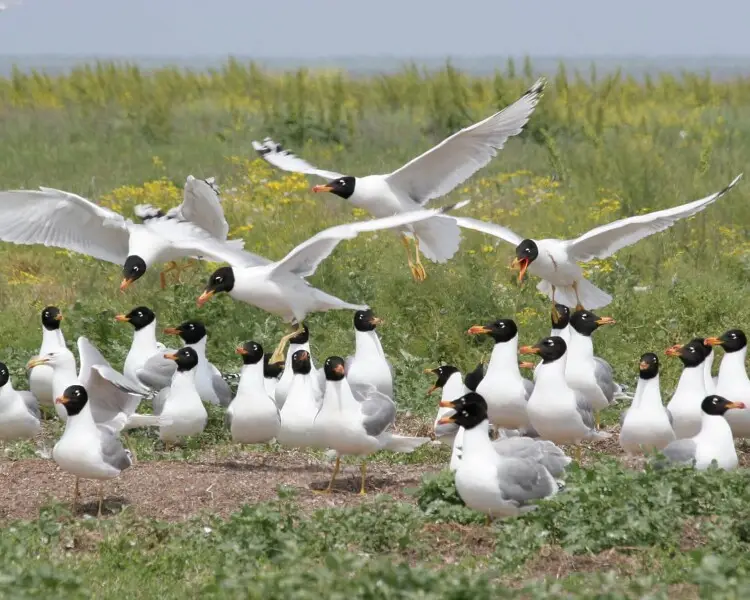 Pallas's gull