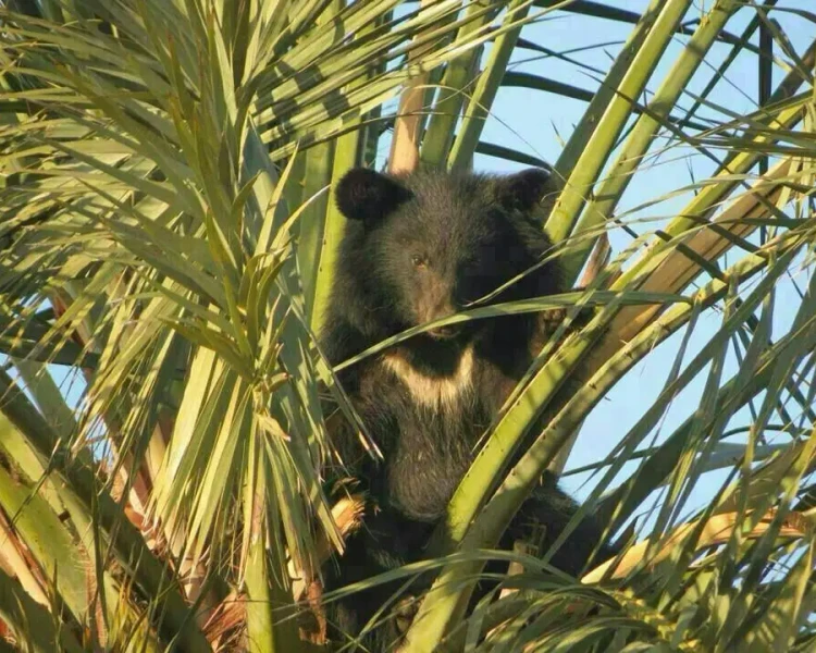 Balochistan black bear