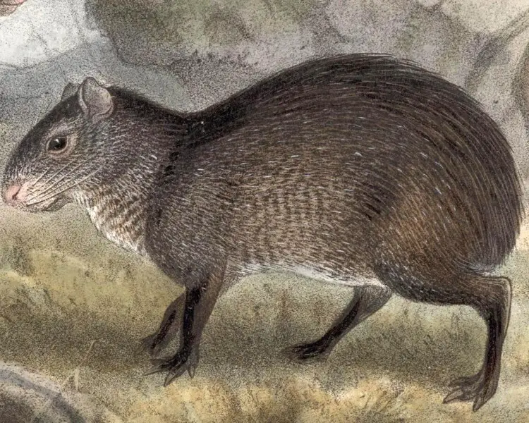 Endemic Animals of Mexico Endemic Animals of Mexico
