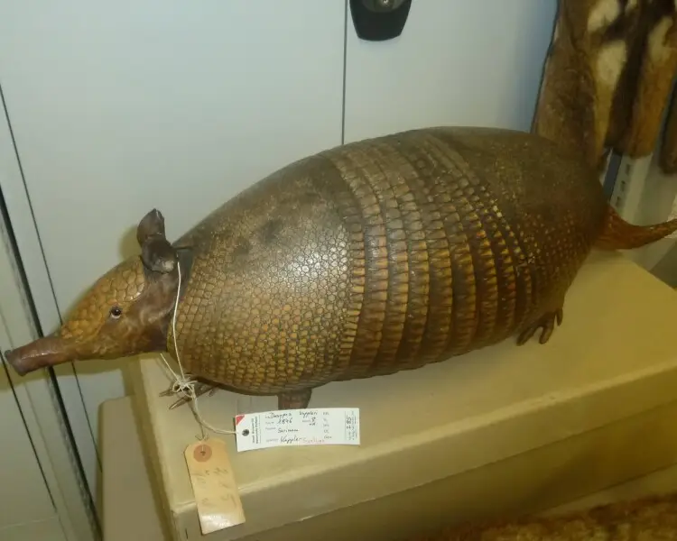 Greater long-nosed armadillo