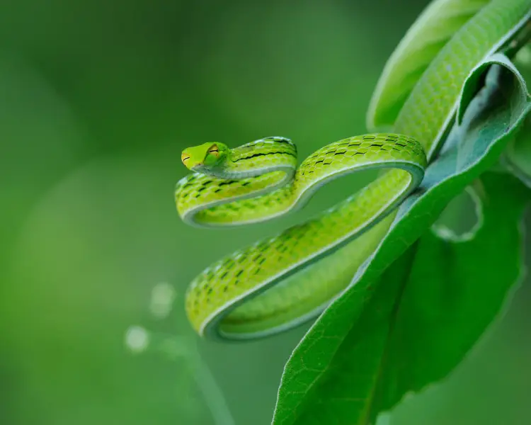 Зелена батігоподібна змія