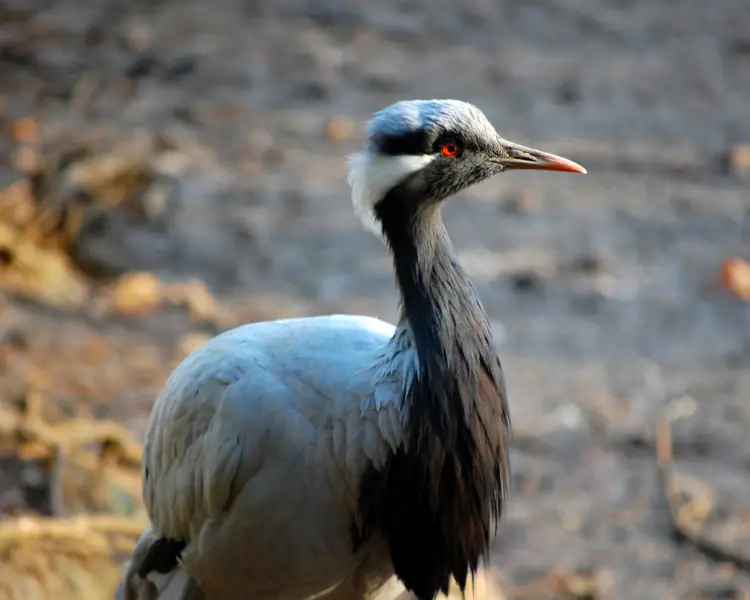 Demoiselle Crane - Facts, Diet, Habitat & Pictures on Animalia.bio