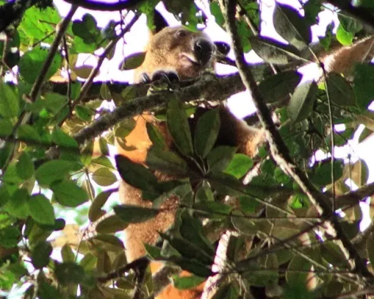 Wondiwoi tree-kangaroo