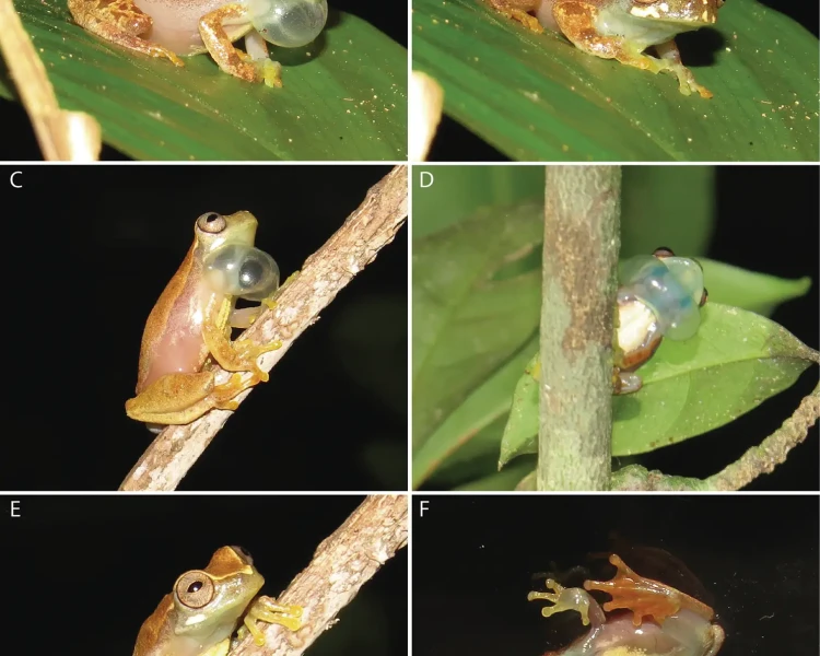 Dendropsophus bilobatus Fatti, dieta, habitat e immagini su Animalia.bio