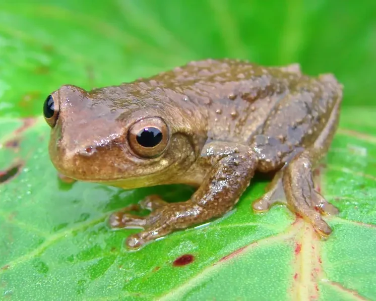 Dendropsophus columbianus Fatti, dieta, habitat e immagini su