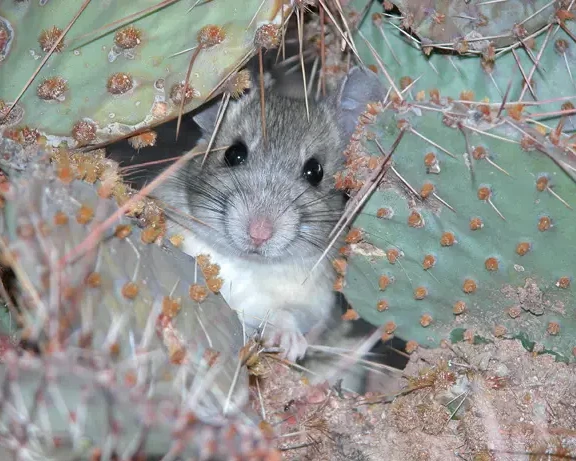 Great Basin pocket mouse