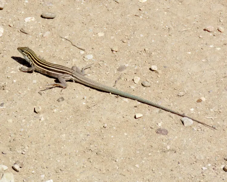 What Is Unusual About The Reproduction Of The Desert Grassland Whiptail Lizard