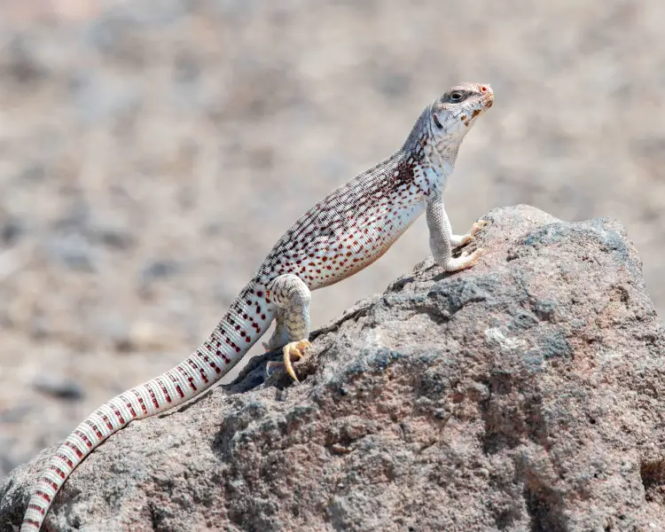 Desert Iguana - Facts, Diet, Habitat & Pictures on 