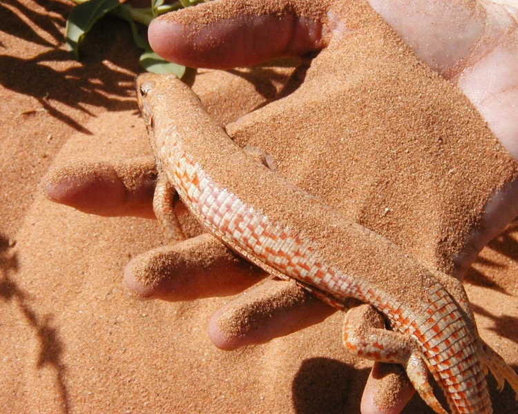 Desert plated lizard