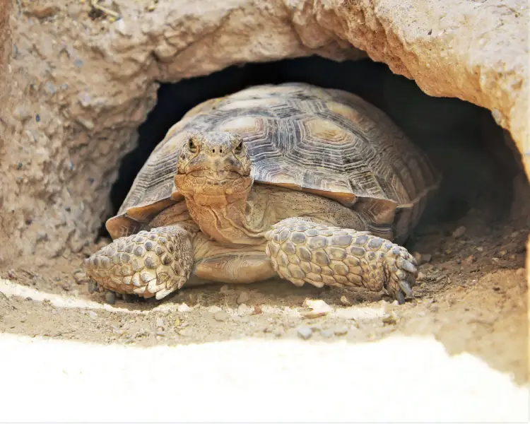 Desert Tortoise - Facts, Diet, Habitat & Pictures on 