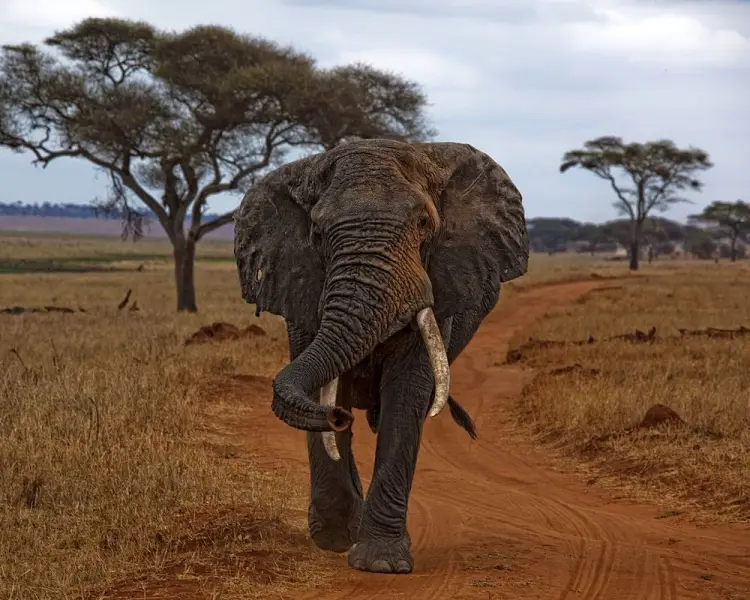 African Bush Elephant - Facts, Diet, Habitat & Pictures on 
