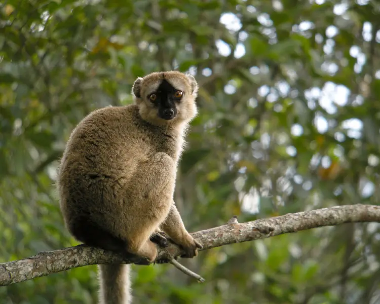 Eulemur fulvus