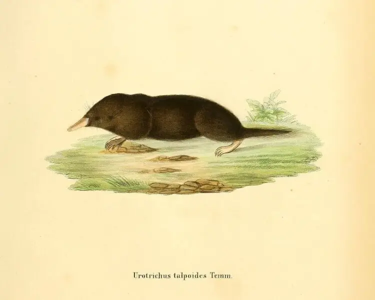 Urotrichus talpoides факти, дієта, ареал і фотографії на Animalia.bio