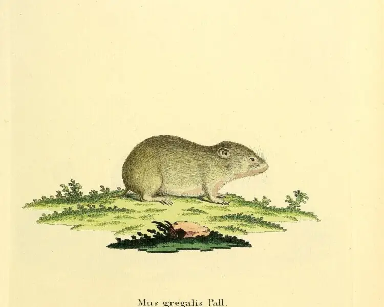 Narrow-headed vole