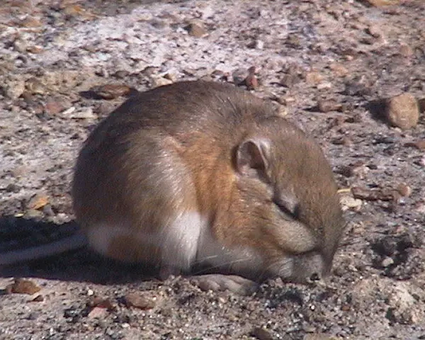 Chisel-toothed kangaroo rat