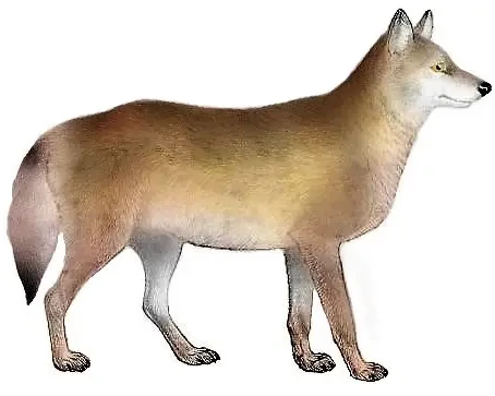 Canis lupus monstrabilis