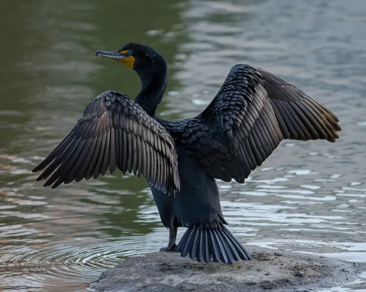 Double-Crested Cormorant