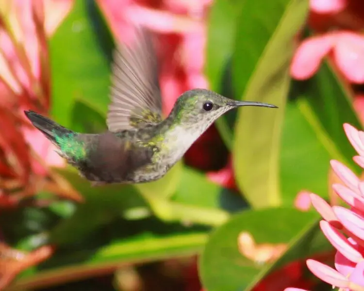 Vervain hummingbird