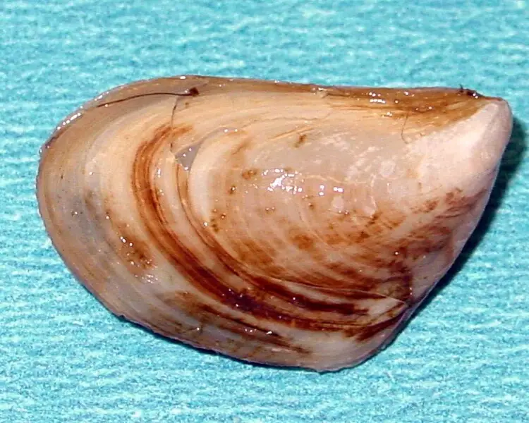 Quagga mussel
