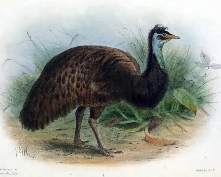 King Island emu
