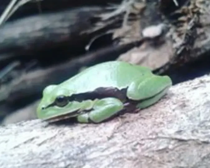 Southern highland tree frog