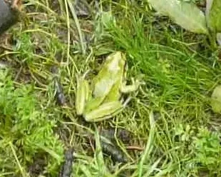 Ridged tree frog