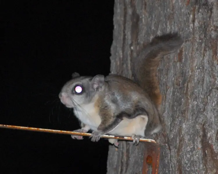 Northern Flying Squirrel - Facts, Diet, Habitat & Pictures on 