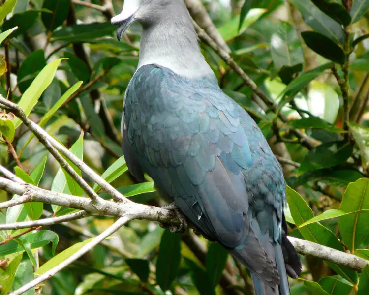 Marquesan imperial pigeon