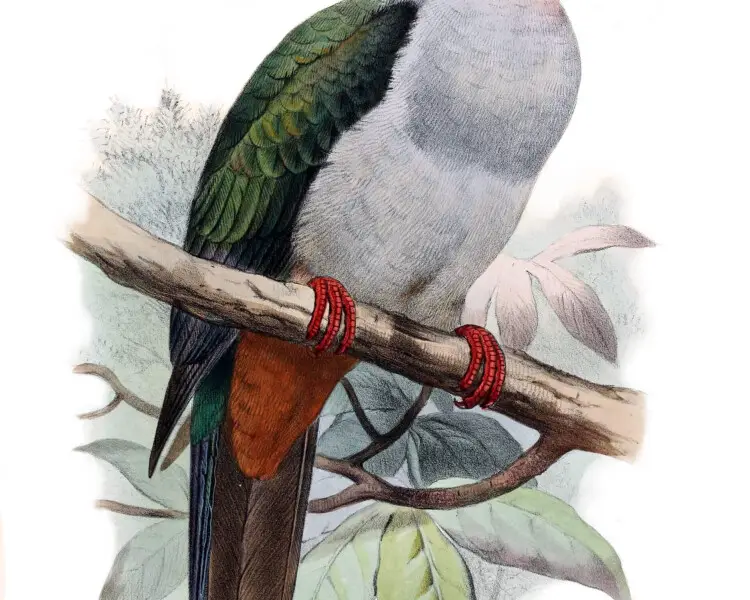 Island imperial pigeon