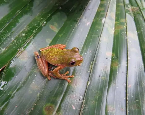 Chamula mountain brook frog