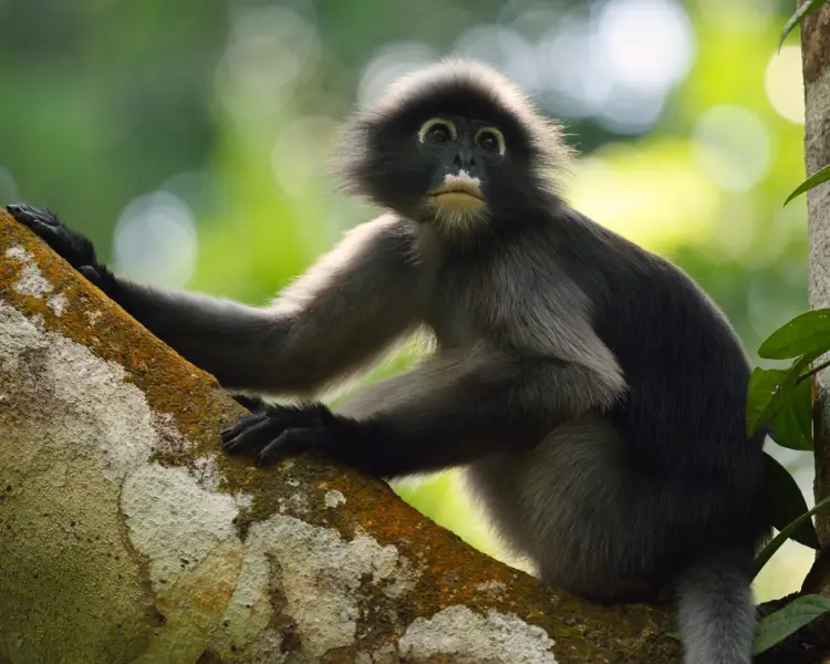 Dusky Leaf Monkey - Facts, Diet, Habitat & Pictures on Animalia.bio