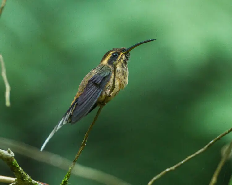 Phaethornis squalidus Fatti, dieta, habitat e immagini su Animalia.bio