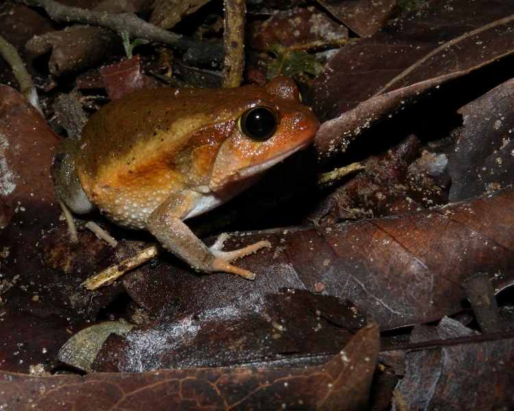 Antsouhy Tomato Frog