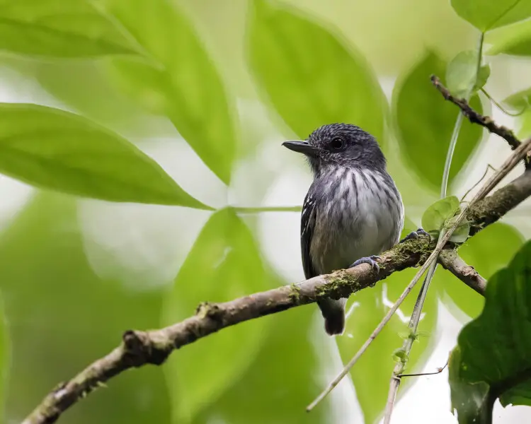 Dysithamnus striaticeps Fakten, Ernährung, Lebensraum & Bilder auf